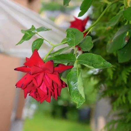 Haus Constanze Daire *