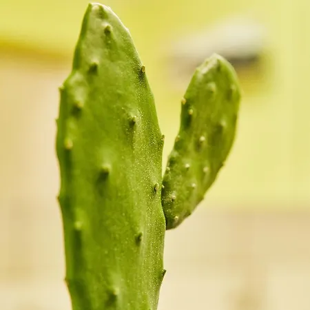 Haus Constanze * Bernkastel-Kues