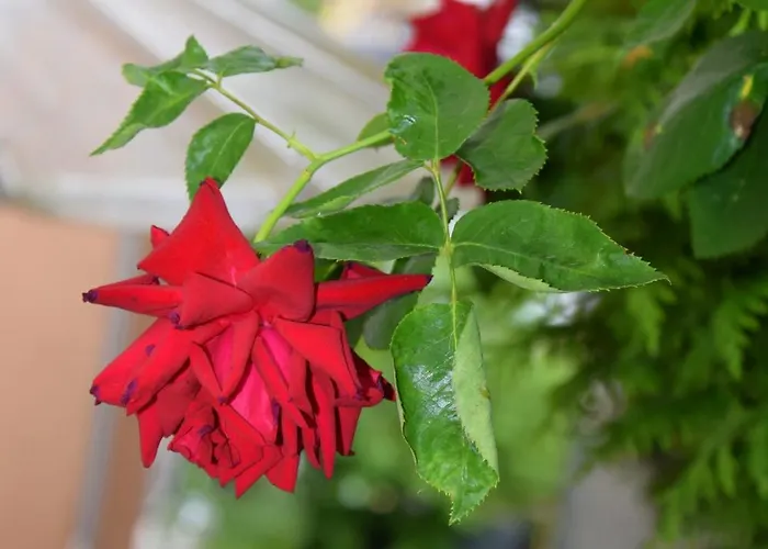 Haus Constanze Apartamento *